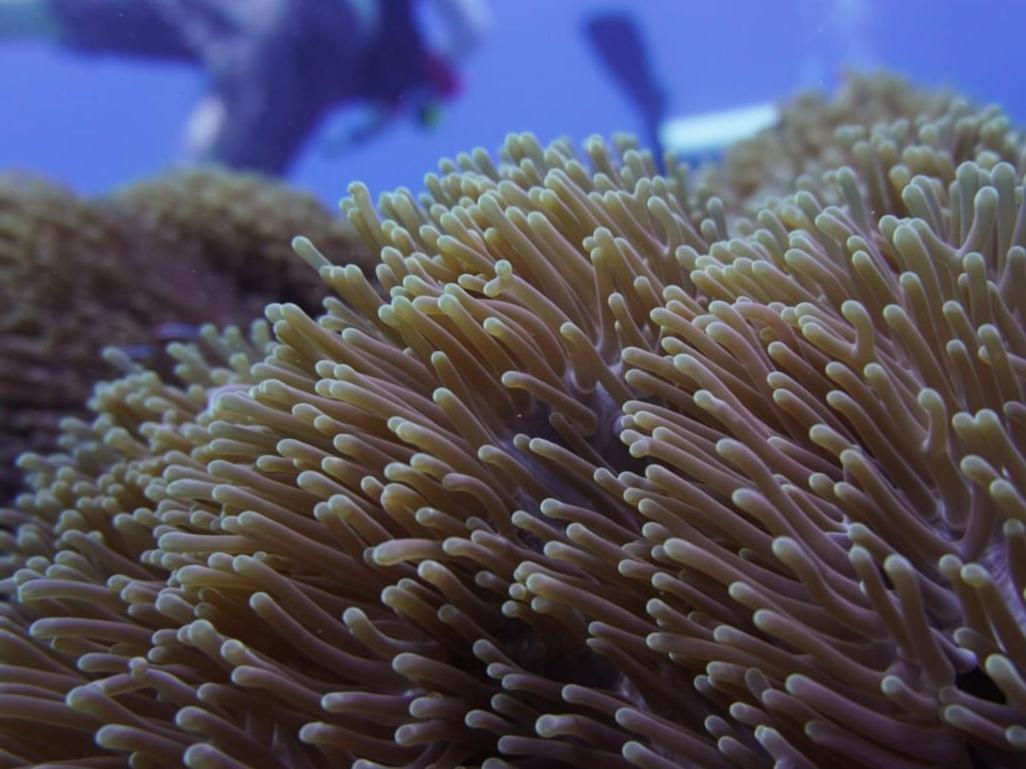 The Sagara Penida Nusa Penida Kültér fotó